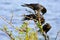 Three black crows on a branch