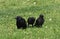 Three Black Crows On A Lawn
