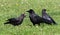 Three Black Crows On A Lawn