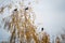 Three black crows sit on the top of a birch tree against the backdrop of a cityscape. Late fall. Cloudy and gray weather