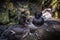 Three Black Ducks Yellow Eyes Rule of Thirds Sitting Ground Feet