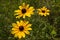 Three Black-Eyed Susan