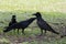 Three black feather crow bird on ground
