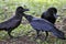 Three of black feather crow on grass field