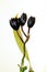 Three Black flowers orchid Fredclarkeara after dark black pearl