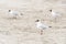 Three black-headed gulls, Chroicocephalus ridibundus, standing on the beach