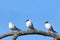 Three black-headed gulls, two breeding adults and a juvenile, perched on a tree branch