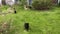 Three black kittens on the lawn