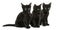Three Black kittens sitting, 2 months old, isolated