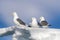 Three black-legged kittiwakes closeup