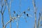 Three black shags (cormorants) silhouettes fly away in the sky