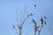 Three black shags (cormorants) silhouettes fly away in the sky