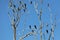 Three black shags (cormorants) silhouettes fly away in the sky