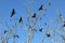 Three black shags (cormorants) silhouettes fly away in the sky