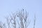 Three black shags (cormorants) silhouettes fly away in the sky