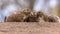 Three Black-tailed prairie dog