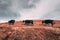 Three black tibetan yaks in a pasture at mountains with dark clouds