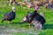 Three black turkey grazing in a green grass field pasturage on t