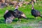 Three black turkey grazing in a green grass field pasturage on t