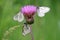 Three Black-veined White butterflies Aporia crataegi