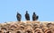 Three Black Vultures on Terracotta Roof