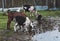 Three black-white alpine goats drink water from a puddlon inbackyard walk. Alpine goats drink water from a puddle