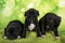 Three Black and white American Staffordshire Terrier dogs or AmStaff puppies on green background