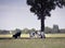 Three black and white calves enjoy shadow or tree in green grassy dutch meadow