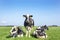 Three black and white cows, frisian holstein, in a pasture under a blue sky and a faraway horizon, one stands upright between two