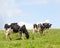 Three Black and White Holstein dairy cows with full udders