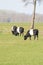 Three black and white Lakenvelder cows graze in a green Dutch meadow. Seen from behind