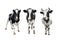 Three black and white spotted cows full length isolated on white background