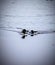 Three black and white thick billed murres swim in cold Arctic water