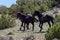 Three black wild horses of spanish descent running fast in the mountains of the western USA