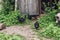 Three black young chicks graze on green grass on a background of a wooden barn