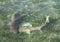 Three blacktip reef sharks