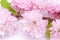 Three-Bladed Almond Louisiana Rosenmund pink color