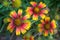 Three Blanket flower