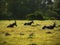 Three Blesbuck lazing in the afternoon