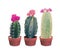 Three blooming cactuses