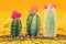 Three blooming cactuses in desert