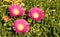 Three blooming flowers of Delosperma cooperi plant, a succulent plant with beautiful flowers