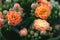 Three blooming Kalanchoe buds