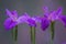 Three blooming lilac iris flowers in closeup