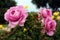 Three Blooming Love Song Roses