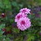 Three Blooming Pinkish Purple Big Wild Flowers Surrounded by Green Leaves