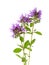 Three blooming sprigs of Wild Thyme Thymus serpyllum isolated on white background