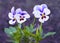 Three blooming violets on purple background