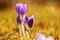 Three blossoming crocus bud in beautiful golden lighting .