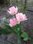 Three blossoming pink tulips in a garden